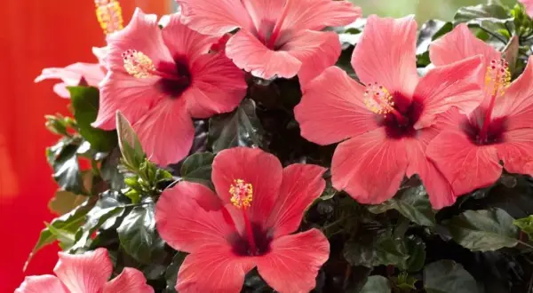 Kilka pięknych, łososiowych kwiatów hibiskusa w doniczce, z ciemnozielonymi liśćmi i czerwonym tłem.