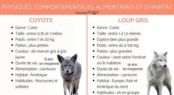 Un coyote, plus petit que le loup gris, est présenté avec ses caractéristiques.