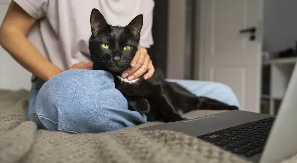 Czarny kot z zielonymi oczami leży na kolanach osoby, która go głaszcze. Obok leży laptop. Czy kotki znaczą teren? Ten kotek wydaje się być zadowolony.