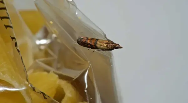 Une mite alimentaire se repose sur un paquet fermé, visiblement attiré par le contenu.