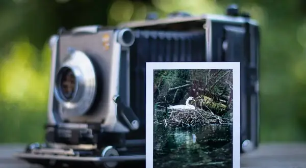 A vintage camera sits on a wooden surface, with a 4x5 print of a swan on its nest in a pond.