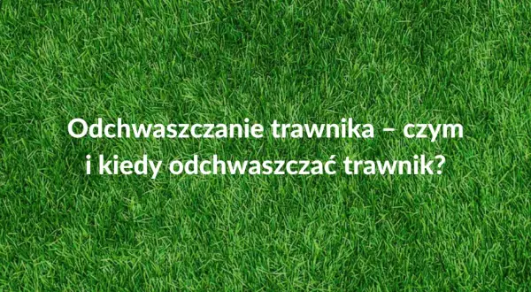 Kiedy opryskiwać chwasty na trawniku, aby uniknąć ich rozprzestrzenienia?