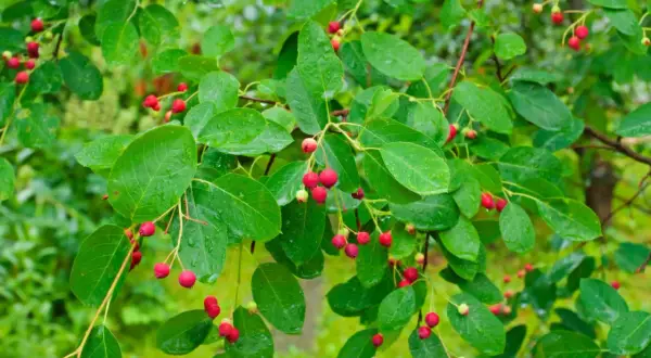 Grüne Blätter und rote Beeren der Felsenbirne, bereit zum Schneiden.