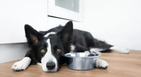 Smutny border collie leży obok pustej miski. Zastanawiasz się, ile waży border collie?