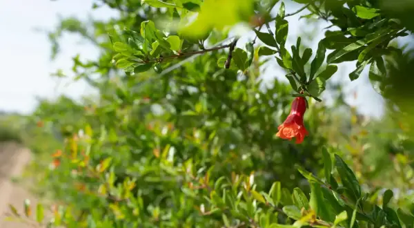 Un bocciolo rosso acceso, segno che quando fiorisce il melograno, la natura si veste di promesse.