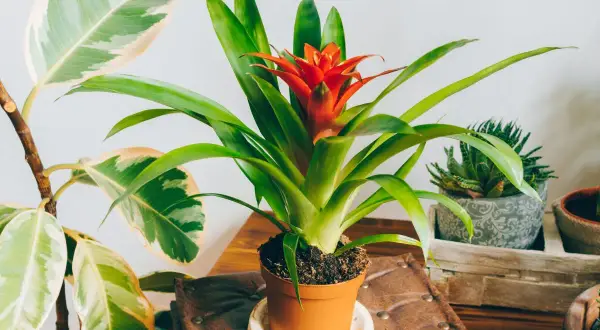 Kwiat bromelii z jaskrawoczerwonym kwiatostanem w doniczce, obok innych roślin.