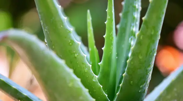 Nahaufnahme von grünen Aloe Vera Blättern mit Wassertropfen. Die Pflanze wirkt frisch und gesund, ein Symbol für aloe vera natur.