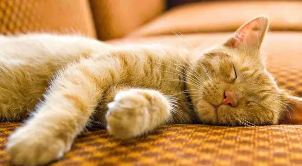 Un gato atigrado naranja duerme plácidamente, quizás soñando con ratones o siestas al sol.
