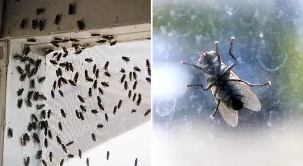 Många flugor inomhus vid ett fönster. Här är husmorstips för att bli av med dem.