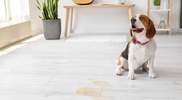 Beagle sitzt neben einer Pfütze, die nach Urin riecht.