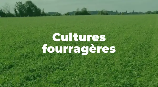 Vaste champ de plante fourragère verte sous un ciel couvert. Texte blanc "Cultures fourragères" superposé.