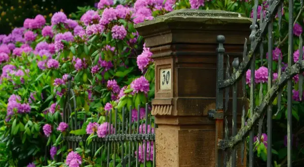 Kwitnący rododendron przy kamiennym słupku z numerem 30. Piękny rododendron uprawa w ogrodzie.