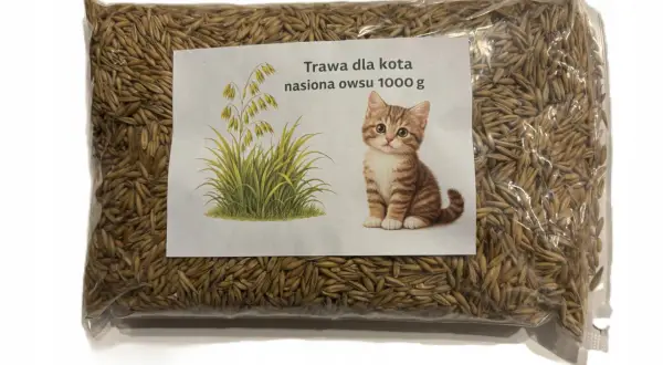 Owies dla kota: Bezpieczny dodatek? Sprawdź, zanim podasz!