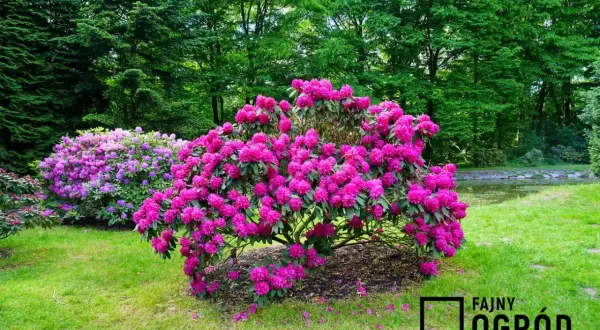 Obficie kwitnący rododendron w intensywnym różowym kolorze, zachwyca wiosną. Obok kwitnie drugi, fioletowy.