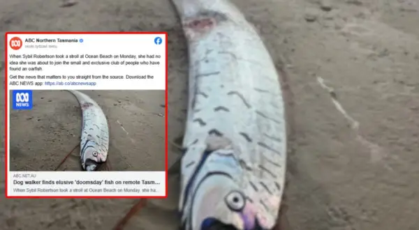 Długi, srebrzysty oarfish leży na plaży. To jeden z rzadkich rodzajów ryb, które rzadko widuje się na lądzie.
