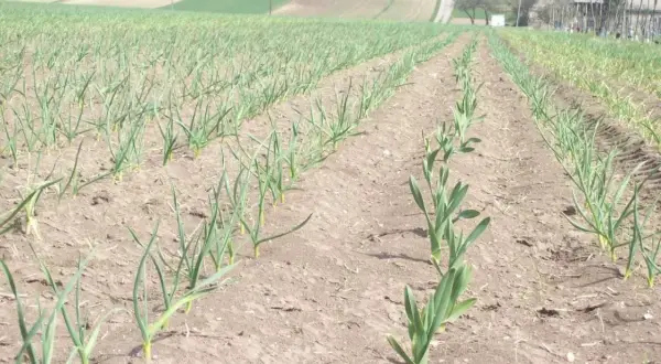 Rzędy młodych roślin czosnku na polu, pokazujące, jak rośnie czosnek. W tle widać pola uprawne i budynki.