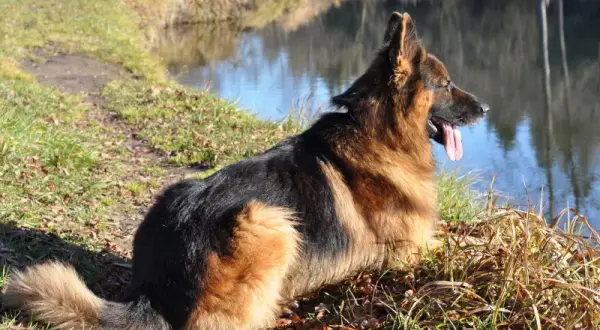 Owczarek niemiecki czy golden retriever – który pies lepiej pasuje do Ciebie?
