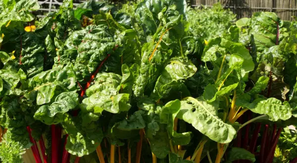 Bunter Mangold im Garten, ein Zeichen für gute Nachbarn im Gemüsebeet. Die leuchtenden Stiele und grünen Blätter sind ein Blickfang.