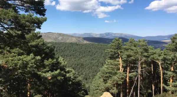 Un paisaje montañoso con un denso bosque de pinos y un cielo azul con nubes blancas. La senda ecológica de Canencia se abre paso entre la naturaleza.
