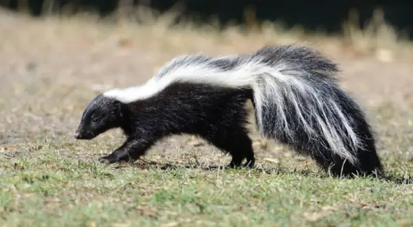 A skunk walks through grass, a reminder of how to get skunk smell out of a mattress.