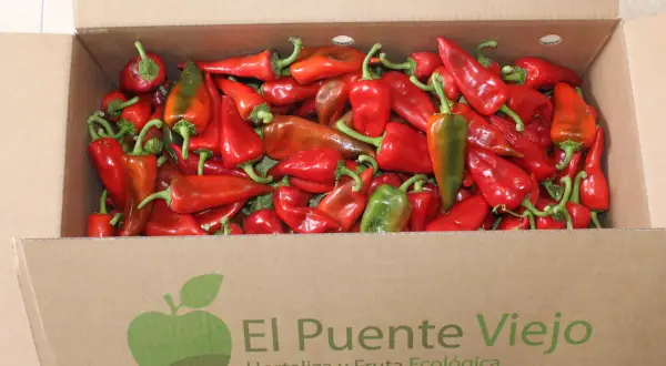 Caja llena de pimientos del piquillo rojos y verdes, listos para ser disfrutados.