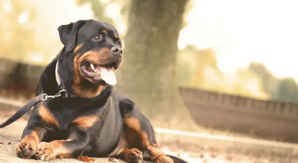 Rottweiler o łagodnym charakterze leży na ziemi, dysząc z językiem na zewnątrz.
