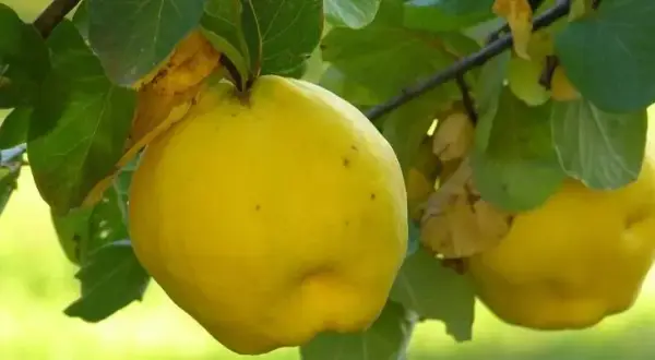 Kiedy jest sezon na pigwę? Odkryj najlepszy czas na zbiór owoców