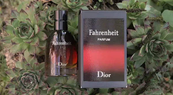 Flakon i pudełko Dior Fahrenheit Parfum wśród sukulentów.