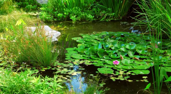 Un bassin paisible avec une plante flottante, des nénuphars verts et une fleur rose. Des herbes hautes bordent l'eau.
