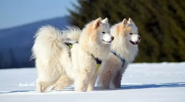 Dwa białe samoyedy, z delikatnym brązowym odcieniem na uszach, stoją w śniegu. Ich puszyste ogony unoszą się w powietrzu.