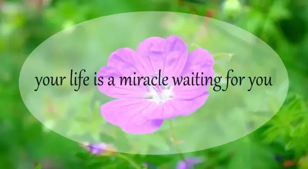 Różowy kwiat na zielonym tle. Napis: "your life is a miracle waiting for you". Twoje życie to cud, który na Ciebie czeka.