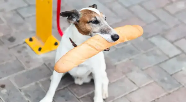 Piesek z bagietką w pysku. Czy pies może jeść chleb? Ten psiak chyba wie!