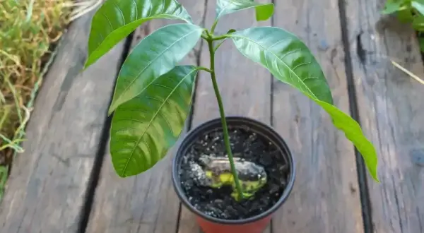 Młode drzewko mango z zielonymi liśćmi wyrasta z pestki w doniczce na drewnianym blacie.