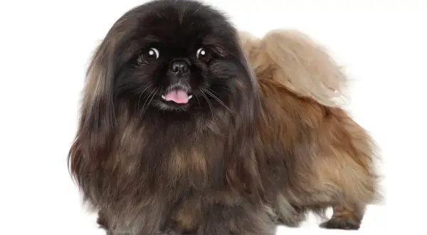 Un adorable perro pekinés con pelaje largo y oscuro, con la lengua fuera y ojos curiosos, posa sobre un fondo blanco.