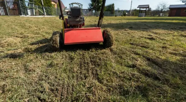 Wertykulator z czerwonym elementem pracuje na trawniku, usuwając filc. Idealny czas, kiedy wertykulować trawnik, to wiosna lub jesień.