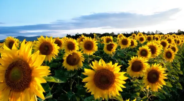 Un champ de tournesols baigné par la lumière du soleil. Chaque **planter tournesol** s'oriente vers le ciel bleu, créant une mer jaune éclatante.
