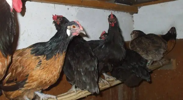 Mehrere Hühner, einige braun-schwarz, andere schwarz, sitzen auf einer Sitzstange in einem Stall.