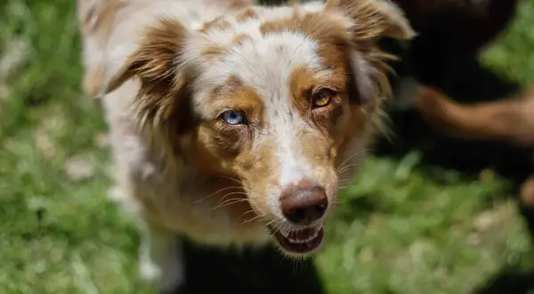 Ein Australian Shepherd mit heterochromen Augen blickt neugierig in die Kamera. Er ist fast ausgewachsen, wann ist ein Australian Shepherd ausgewachsen?