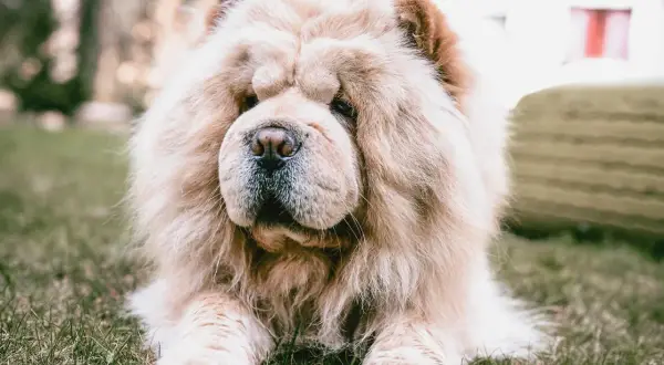 Chow chow sierść czy włosy? Odkryj tajemnice pielęgnacji tej rasy