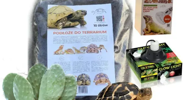 Gdzie kupić żółwia lądowego? Sprawdź najlepsze miejsca i porady
