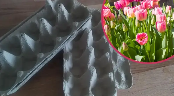 Pudełka po jajkach jako pomoc w planowaniu, jak głęboko sadzić tulipany. W tle kwitnące, różowe tulipany.