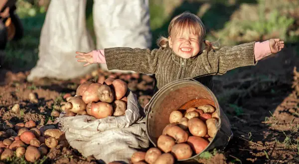 Glad liten flicka med armarna utsträckta bredvid en säck och en hink fulla med nyskördade potatisar. En härlig bild av att odla potatis i halm.