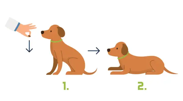 Ein Hund lernt, sich auf Kommando hinzulegen. Zuerst sitzt er, dann legt sich der Hund auf meinen Platz.