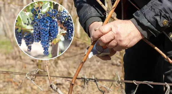 Jak przycinać winogrona na zimę? Poradnik krok po kroku