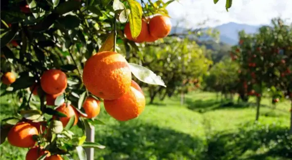 Arance mature pendono dai rami di un albero, pronte per la raccolta. Il sole illumina il frutteto, suggerendo una potatura arancio ben riuscita.