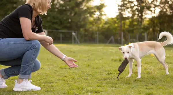 Frau kniet auf einer Wiese und streckt die Hand aus. Ein heller Hund mit einem Spielzeug im Maul steht bereit für das nächste Spiel.
