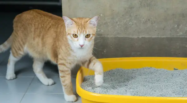 Gato atigrado naranja con ojos amarillos, con una pata levantada sobre la arena de su caja de arena amarilla.