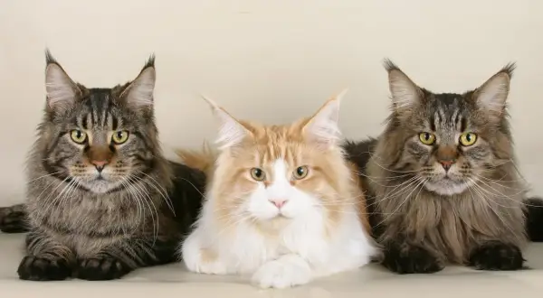 Trzy majestatyczne koty rasy Maine Coon, z pewnością żyją długo, bo aż 15 lat.