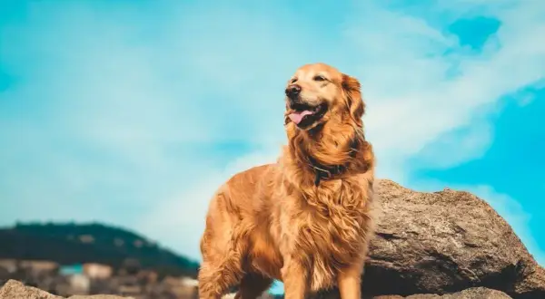 Czy golden retriever może mieszkać na dworze? Zrozum potrzeby psa