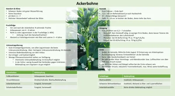 Ackerbohnen sind eine Leguminosenart, die sich gut zur Unkrautunterdrückung eignet. Sie bevorzugen schwere Böden und benötigen wenig Stickstoff.